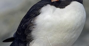 puffin_atlantic_msi_v_1018_can0632.jpg